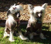 Chinese Crested Connection